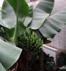 Banana farm Rozhnov